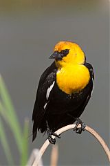 Yellow-headed Blackbird